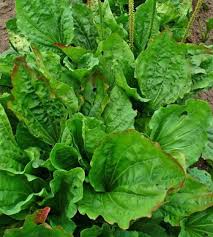 Attēlu rezultāti vaicājumam “Plantago major leaf”