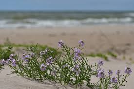 Attēlu rezultāti vaicājumam “Cakile maritima subsp. baltica flower”