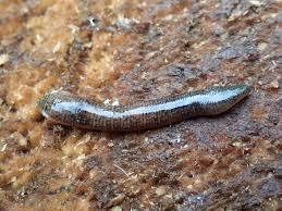 Attēlu rezultāti vaicājumam “Haemopis sanguisuga”