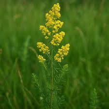 Attēlu rezultāti vaicājumam “Galium verum leaf”