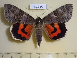 Attēlu rezultāti vaicājumam “Catocala nupta”