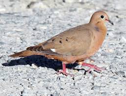 Attēlu rezultāti vaicājumam “Columbiformes”