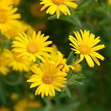 Image result for Aster