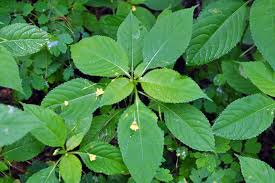 Attēlu rezultāti vaicājumam “Impatiens parviflora”