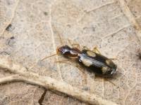 Attēlu rezultāti vaicājumam “Dromius quadrimaculatus”