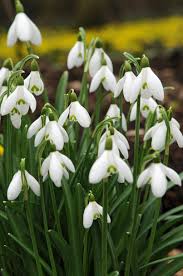 Attēlu rezultāti vaicājumam “Galanthus nivalis”