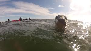 Image result for Apneists UK