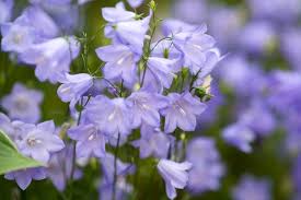 Image result for Campanula moesiaca