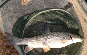 Image result for Barbus barbus