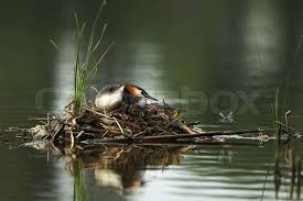 Attēlu rezultāti vaicājumam “Podiceps cristatus nest”