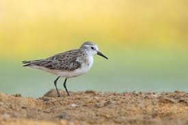 Attēlu rezultāti vaicājumam “Calidris minuta”