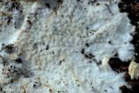 Attēlu rezultāti vaicājumam “Porotheleum fimbriatum”