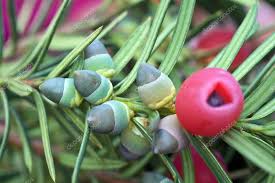 Attēlu rezultāti vaicājumam “Taxus baccata bud”