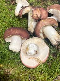 Attēlu rezultāti vaicājumam “Russula vesca”