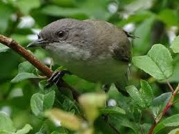 Attēlu rezultāti vaicājumam “Sylvia curruca”