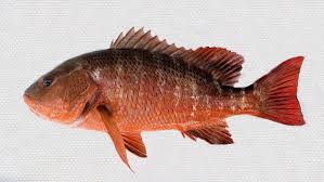 Image result for Lutjanus novemfasciatus