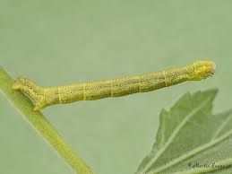 Attēlu rezultāti vaicājumam “Larentia clavaria”