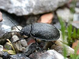 Attēlu rezultāti vaicājumam “Galeruca tanaceti”