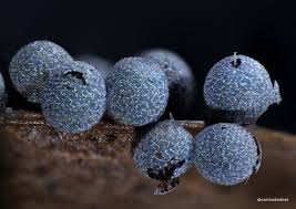 Attēlu rezultāti vaicājumam “Cribraria piriformis macro”