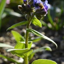 Attēlu rezultāti vaicājumam “Pulmonaria obscura leaf”