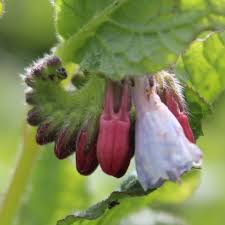 Attēlu rezultāti vaicājumam “Symphytum grandiflorum flower”