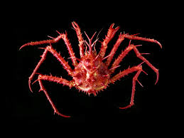 Attēlu rezultāti vaicājumam “Crustacea”