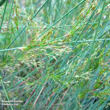 Attēlu rezultāti vaicājumam “Juncus inflexus bud”