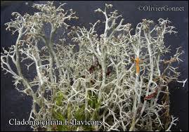 Attēlu rezultāti vaicājumam “Cladonia ciliata”