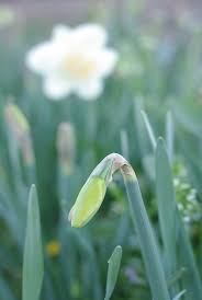 Attēlu rezultāti vaicājumam “Narcissus bud”