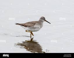 Image result for Tringa brevipes