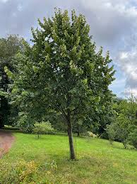 Attēlu rezultāti vaicājumam “Tilia tomentosa”