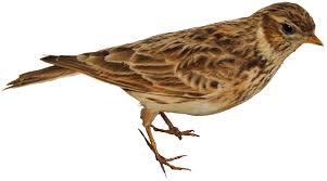 Image result for Alauda arvensis