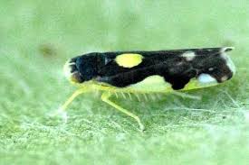 Attēlu rezultāti vaicājumam “Eupteryx vittata”