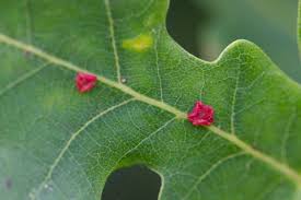 Attēlu rezultāti vaicājumam “Neuroterus albipes”