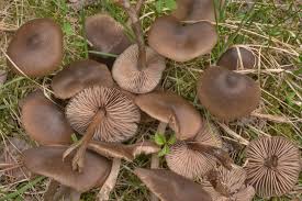 Attēlu rezultāti vaicājumam “Entoloma vernum”