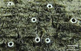 Attēlu rezultāti vaicājumam “Stictis”