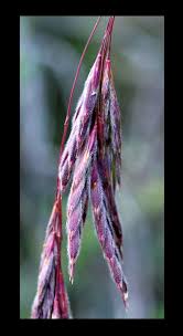 Attēlu rezultāti vaicājumam “Bromopsis inermis fruit”
