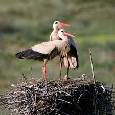 Attēlu rezultāti vaicājumam “Ciconia ciconia nest”