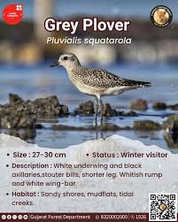 Attēlu rezultāti vaicājumam “Pluvialis squatarola adult”