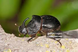 Attēlu rezultāti vaicājumam “Oryctes nasicornis male”