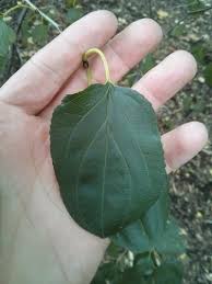 Attēlu rezultāti vaicājumam “Rhamnus cathartica”