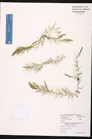 Attēlu rezultāti vaicājumam “Ceratophyllaceae”