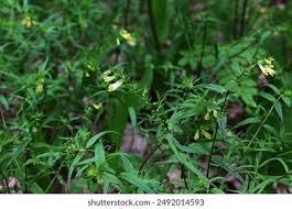 Attēlu rezultāti vaicājumam “Melampyrum pratense leaf”