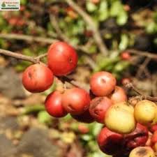 Attēlu rezultāti vaicājumam “Libanotis montana fruit”