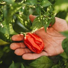 Afbeeldingsresultaat voor aji dulce sweet pepper