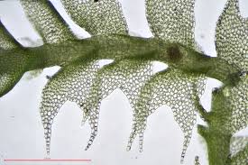 Attēlu rezultāti vaicājumam “Lophocolea minor”