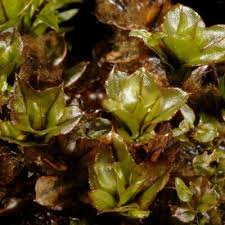 Attēlu rezultāti vaicājumam “Cinclidium stygium”