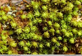 Attēlu rezultāti vaicājumam “Orthotrichum, Nyholmiella”