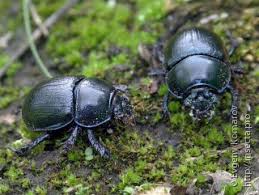 Attēlu rezultāti vaicājumam “Geotrupes”