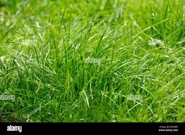 Attēlu rezultāti vaicājumam “Festuca rubra subsp. rubra”